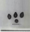 Click for 1 image(s) for this accession. FRUIT